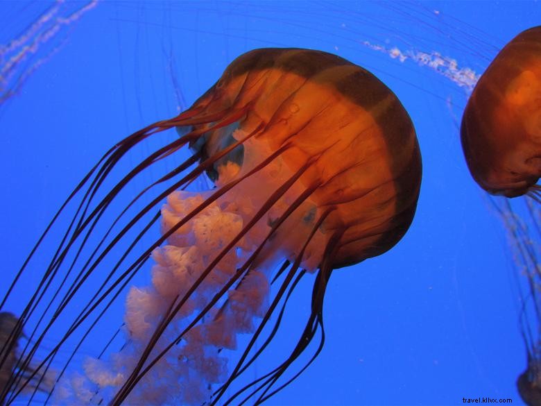 Acquario della Georgia 