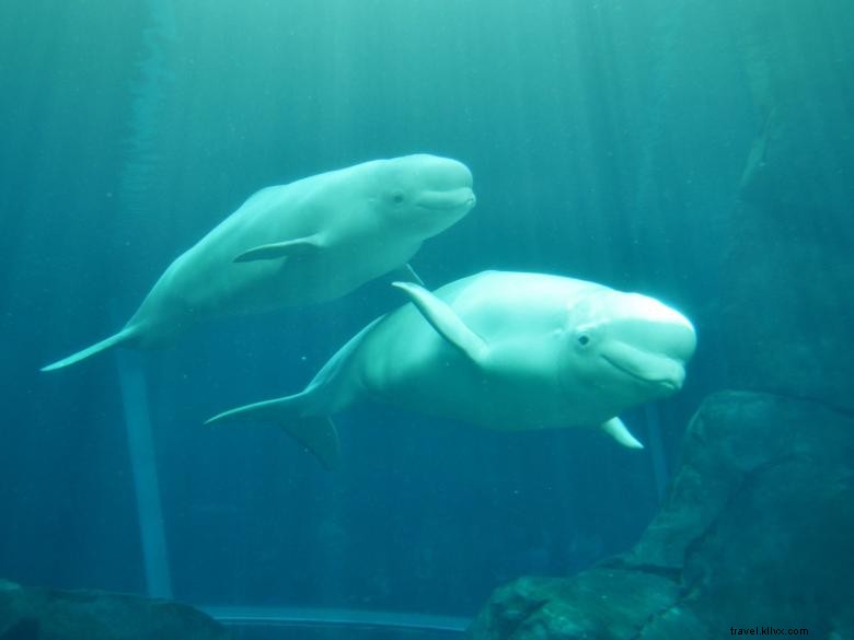 ジョージア水族館 