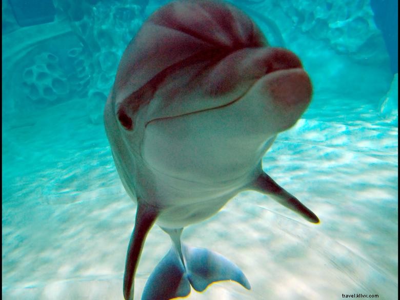 ジョージア水族館 