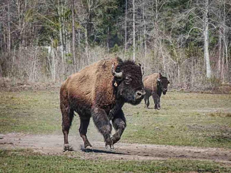 Georgia Buffalo Ranch et poste de traite 