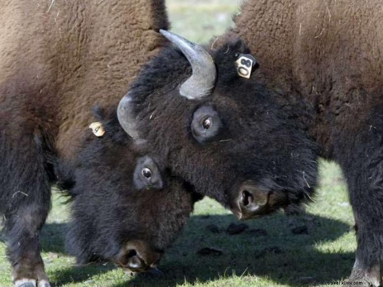 Georgia Buffalo Ranch et poste de traite 