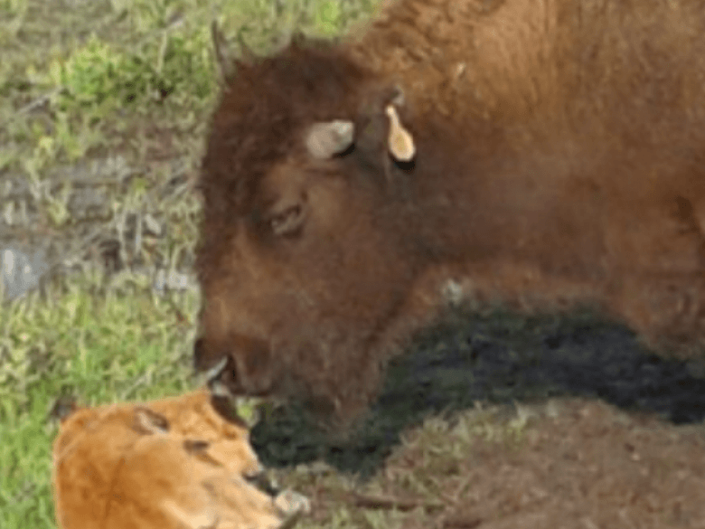 Georgia Buffalo Ranch et poste de traite 