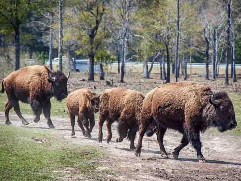 Rancho y puesto comercial del búfalo de Georgia 