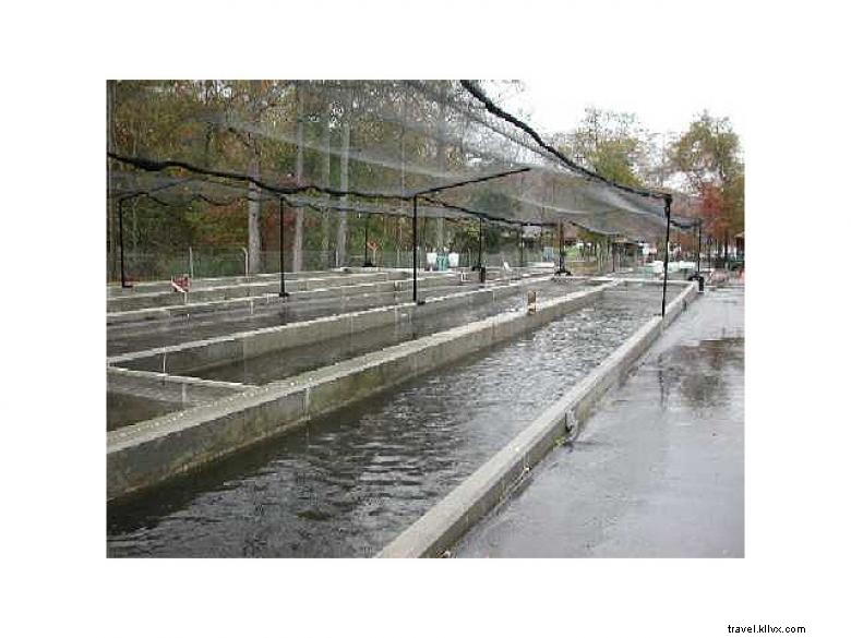 Burton Trout Hatchery 