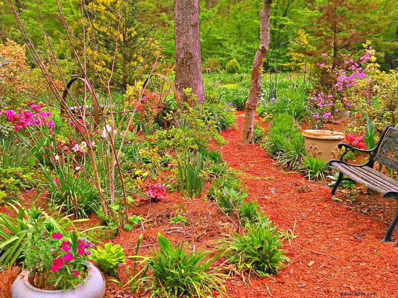 Jungle Paradise Daylilies 