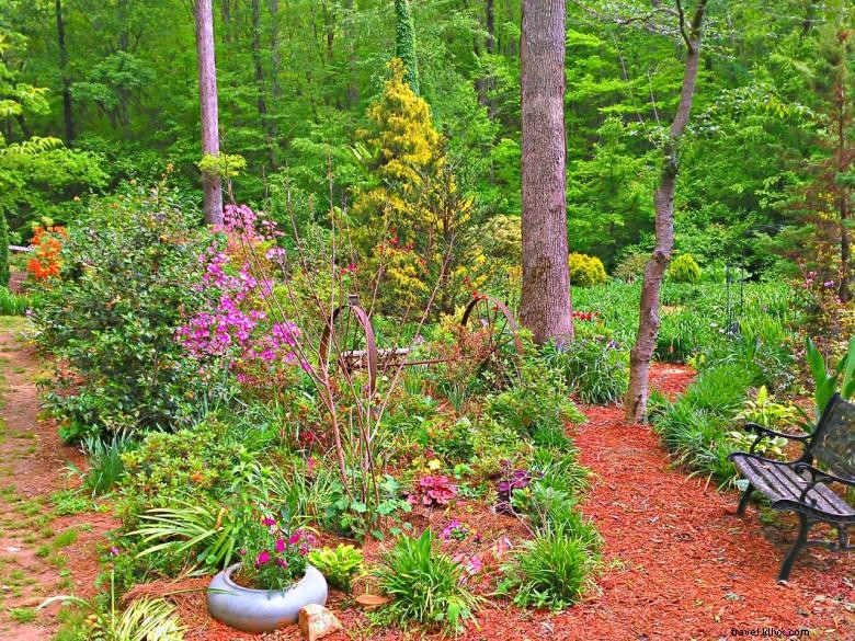 Jungle Paradise Daylilies 