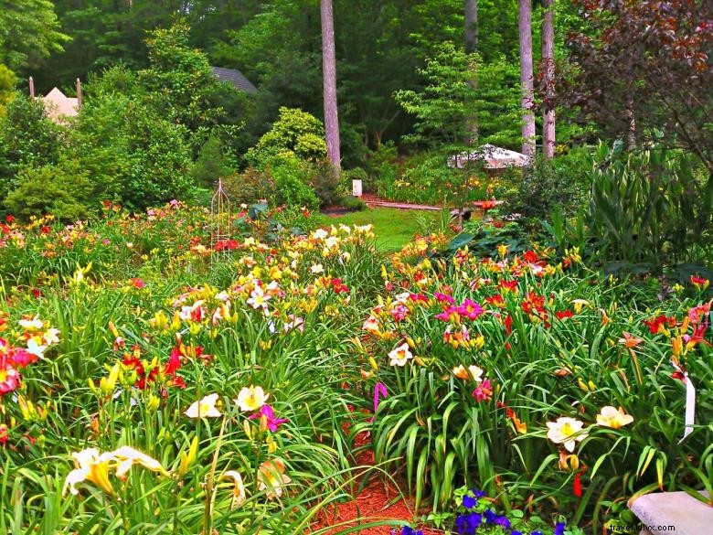 Jungle Paradise Daylilies 