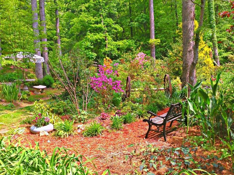 Jungle Paradise Daylilies 