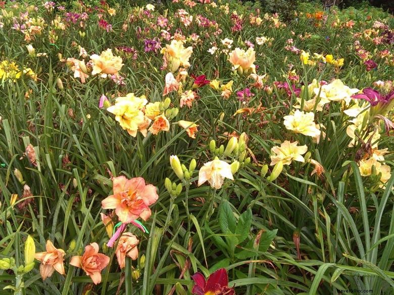 Daylilies del paradiso della giungla 