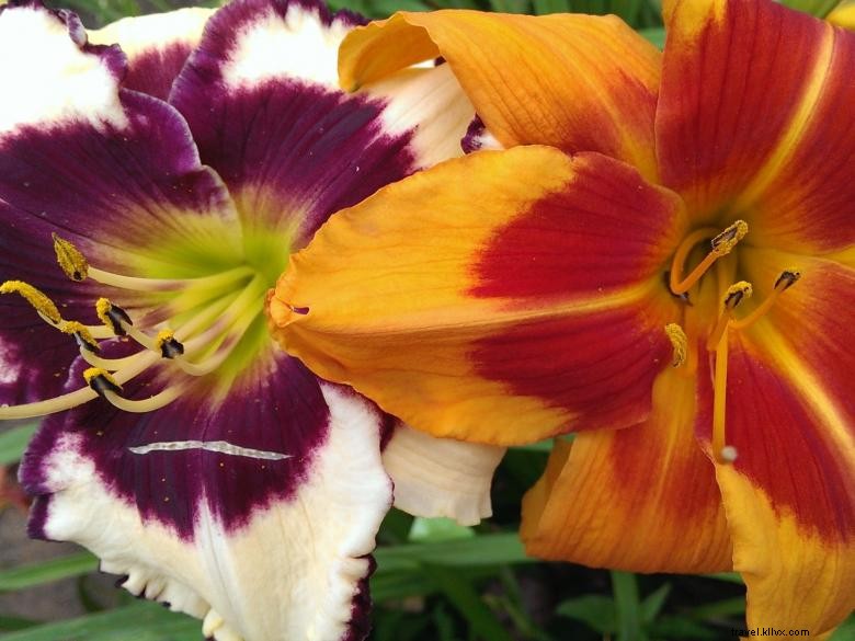 Daylilies del paradiso della giungla 