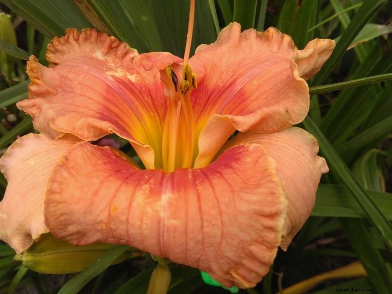 Jungle Paradise Daylilies 