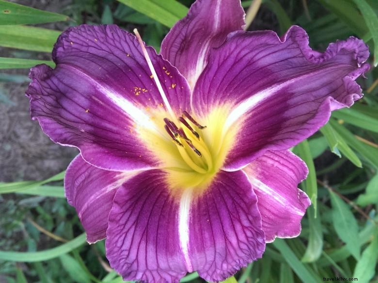 Jungle Paradise Daylilies 