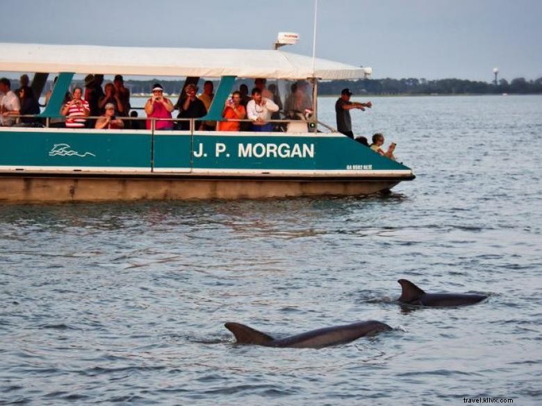 Tour dei delfini dell isola di Jekyll 