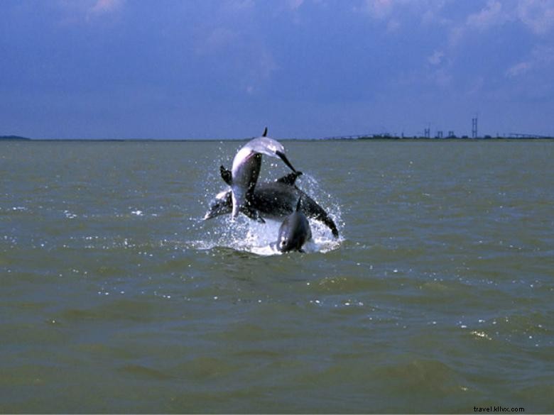 Passeios com golfinhos pela Ilha Jekyll 