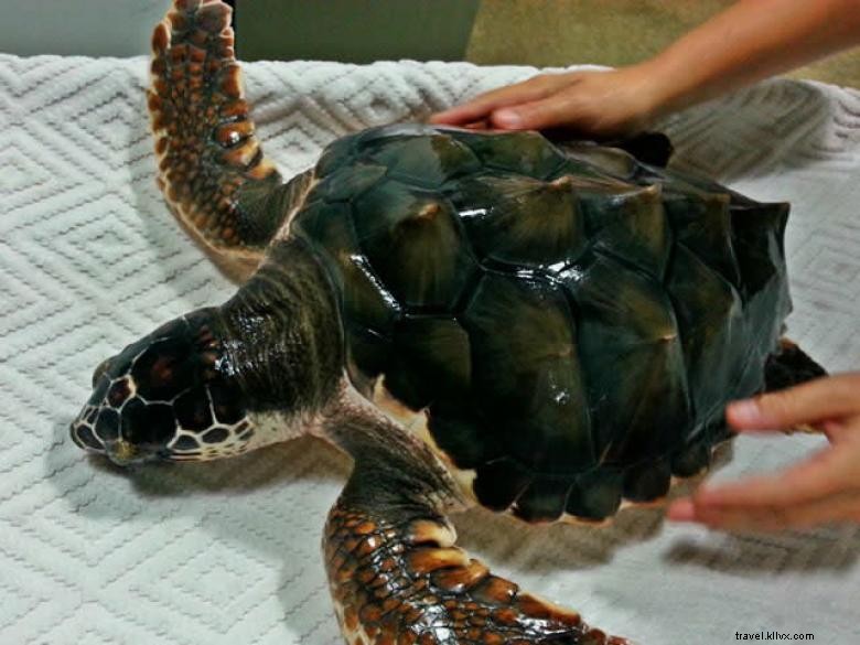 Centro di scienze marine di Tybee Island 