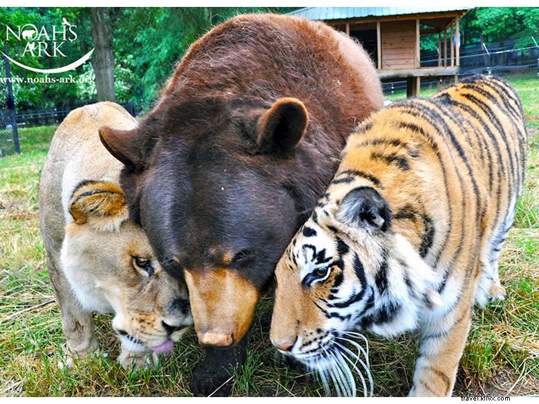 Santuario de animales del Arca de Noé 