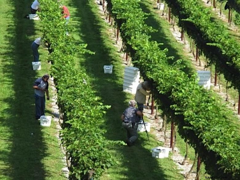 Kebun Anggur Stonewall Creek 