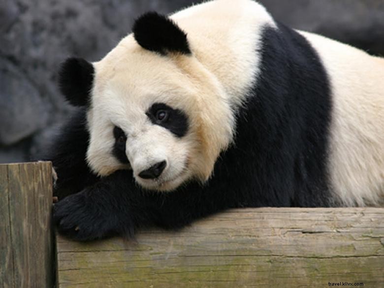 アトランタ動物園 