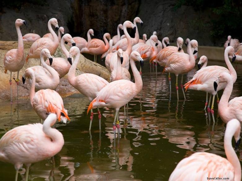 アトランタ動物園 