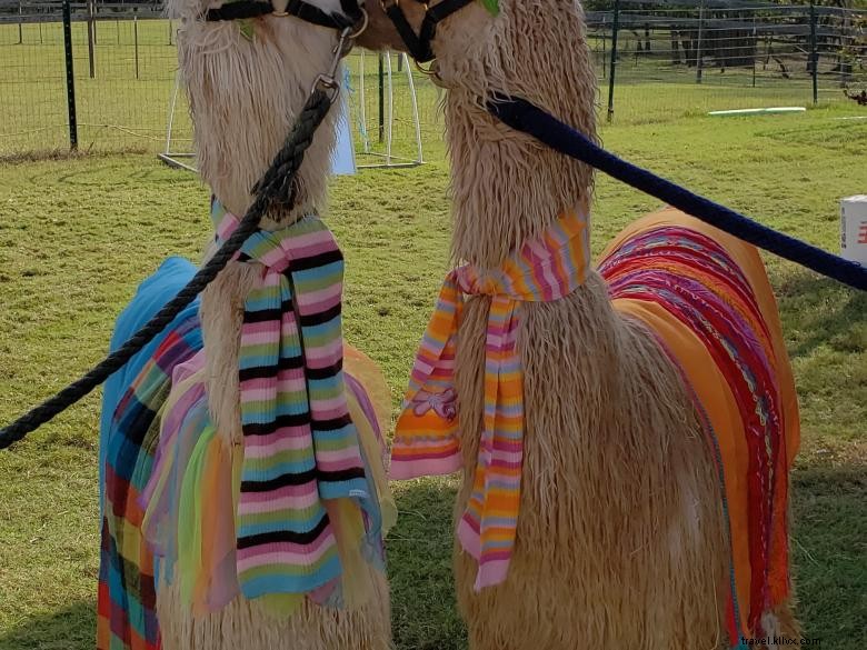 Visitas turísticas en Peloquins Perch Llama 