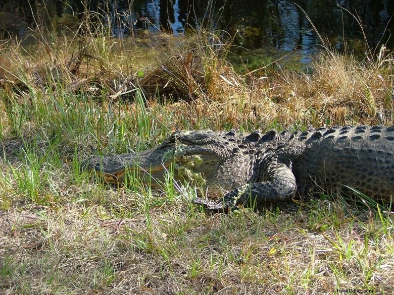 Crociere sul fiume Bull - Tour ecologici 