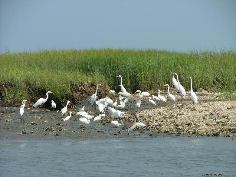 Crociere sul fiume Bull - Tour ecologici 