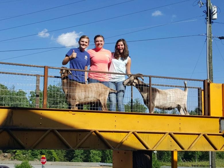 Cabras en el tejado 