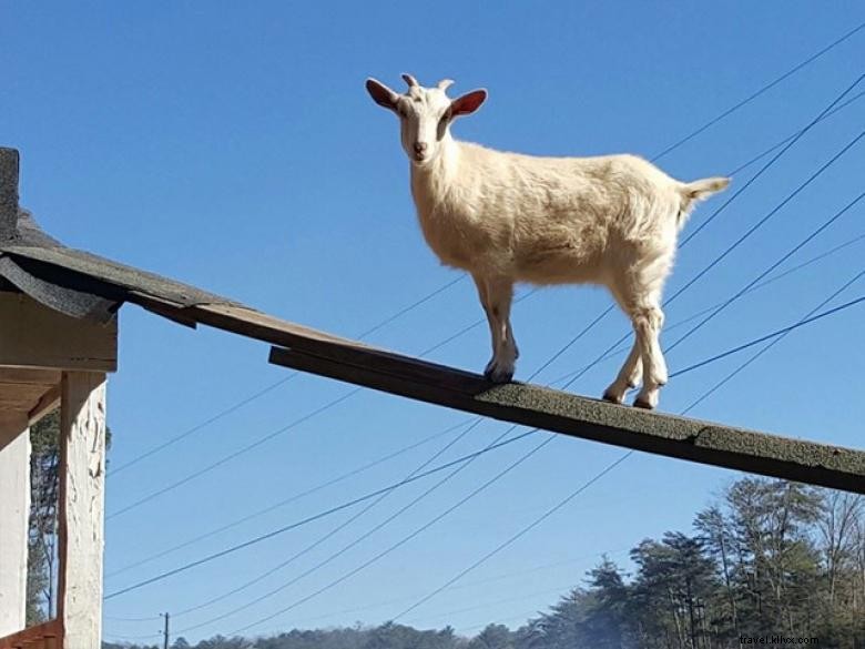 Cabras en el tejado 