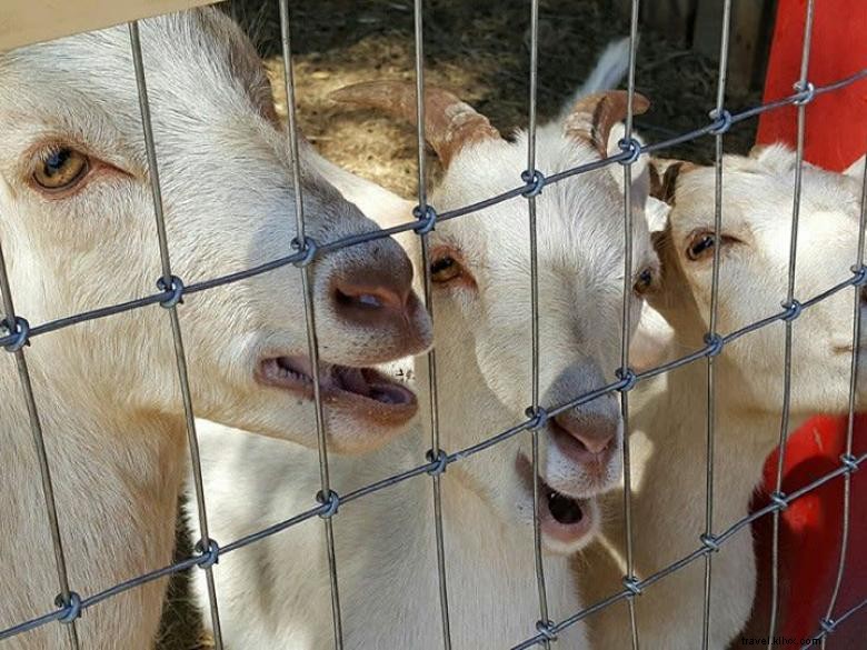 Cabras en el tejado 