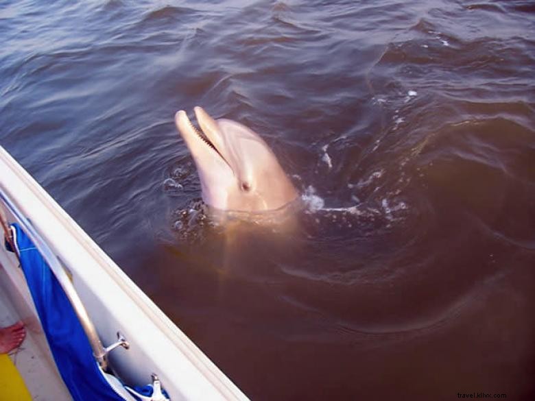 Capitán Dereks Dolphin Adventure 