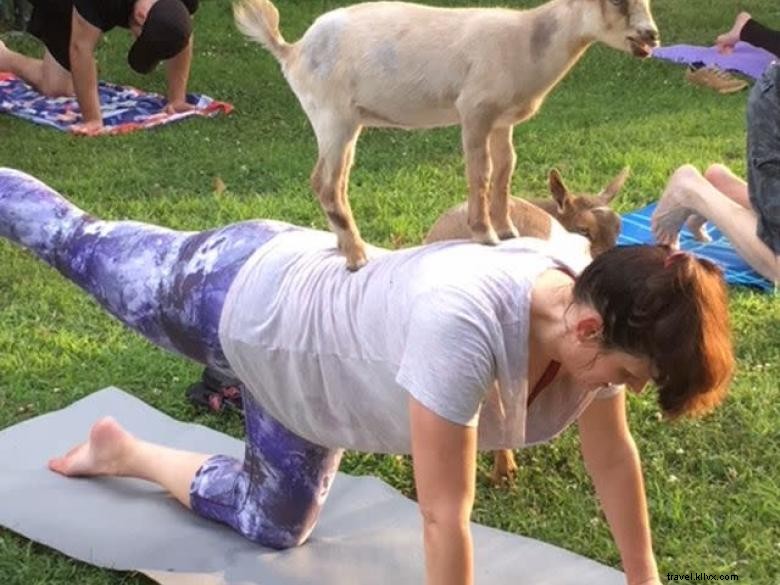 Goat Yoga Georgia 