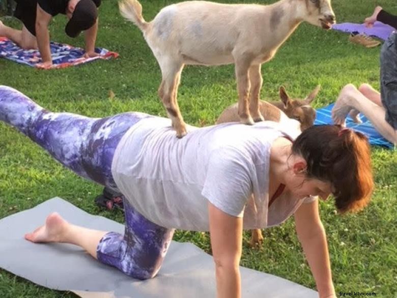 Goat Yoga Géorgie 