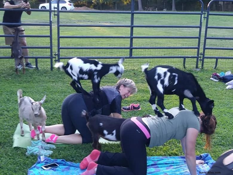 Goat Yoga Géorgie 