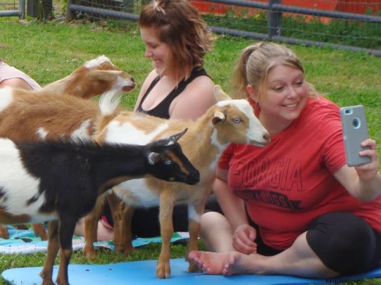 Goat Yoga Géorgie 