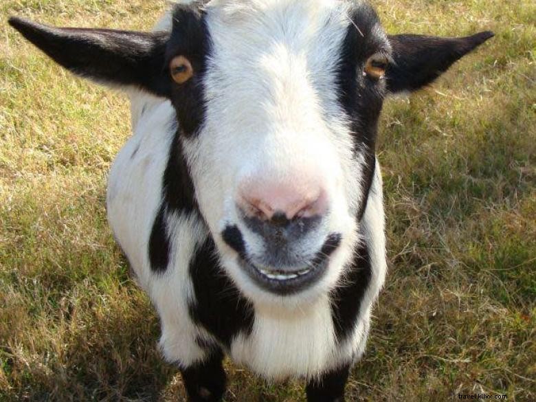 Goat Yoga Géorgie 