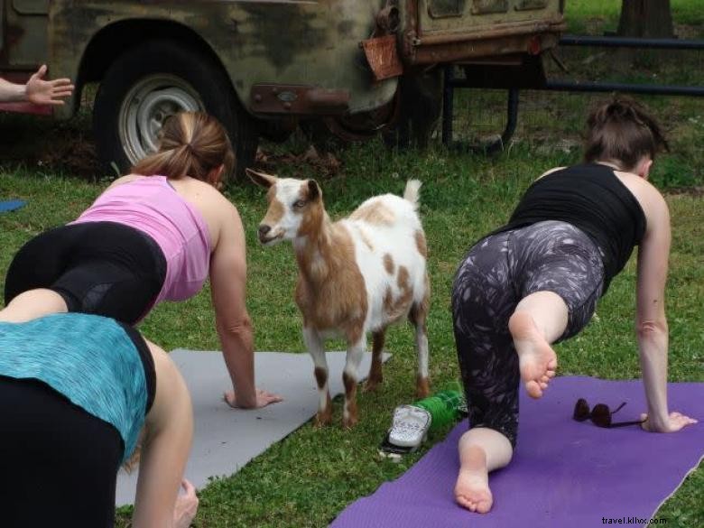 Yoga Kambing Georgia 