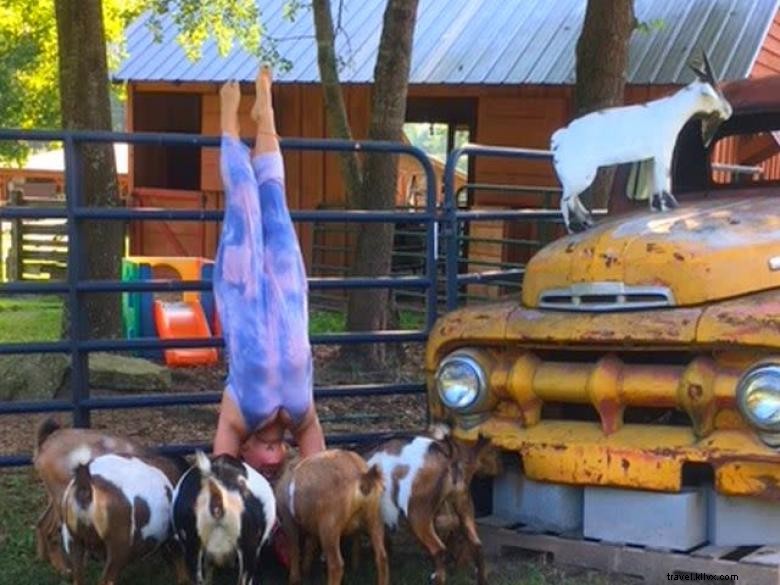 Goat Yoga Géorgie 
