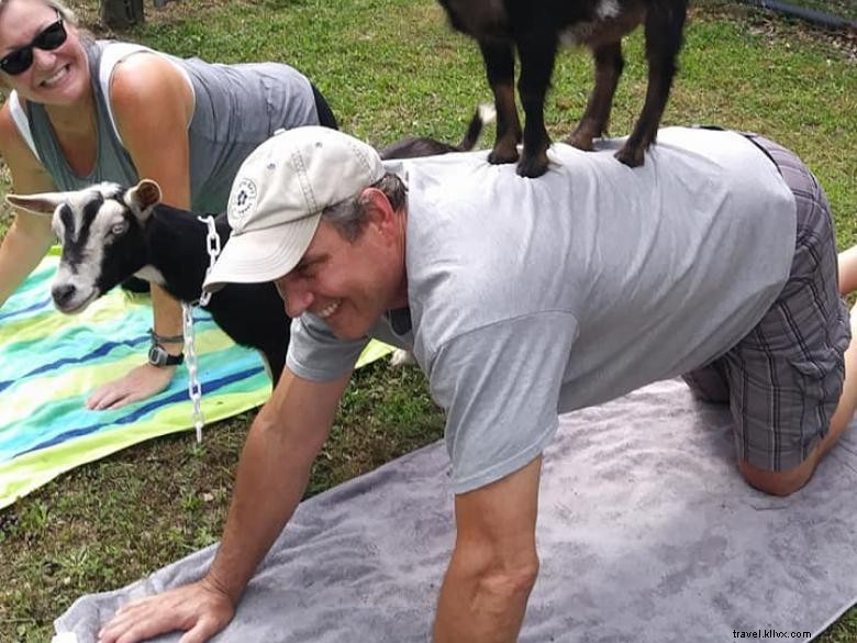 Goat Yoga Géorgie 