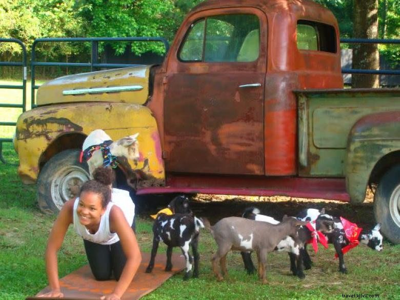 Goat Yoga Géorgie 