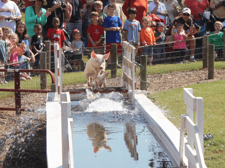 Southern Belle Farm 