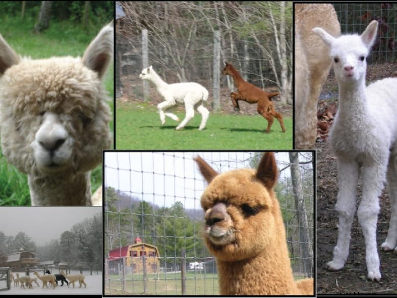 Lasso the Moon Alpaca Farm e Lardworks Glass, Estúdio de fibras e joias 