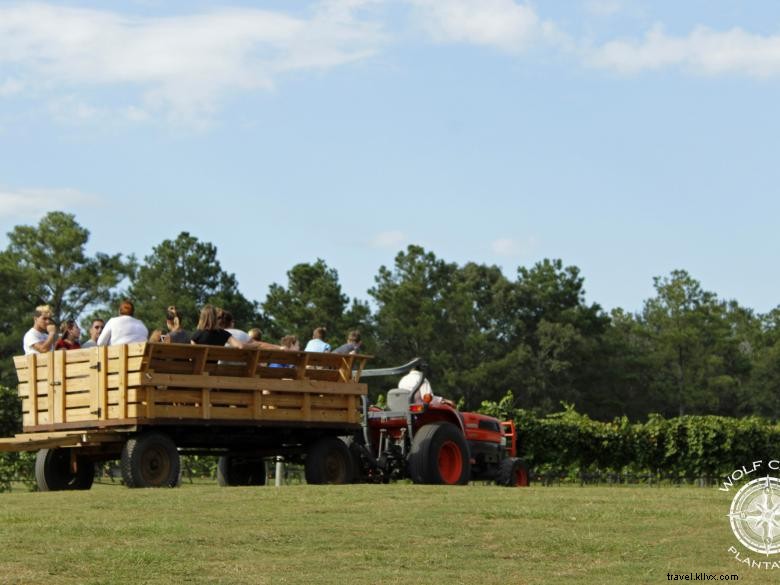 Vigneto e azienda vinicola Wolf Creek 