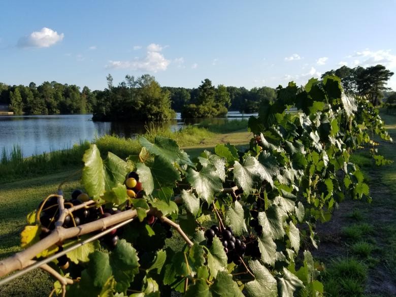 Wolf Creek Vineyard &Winery 