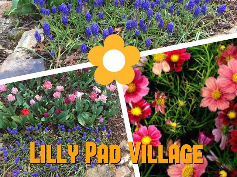 Le village de Lilly Pad 