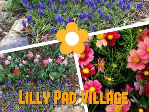 Le village de Lilly Pad 