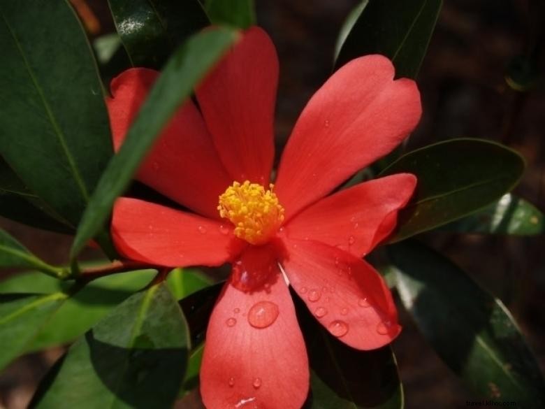 Markas Besar Bersejarah Massee Lane Gardens dari American Camellia Society 