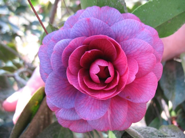 Markas Besar Bersejarah Massee Lane Gardens dari American Camellia Society 