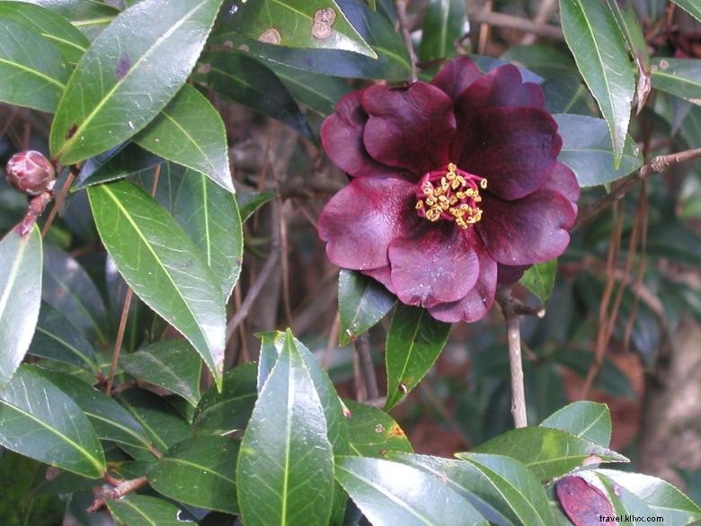 Markas Besar Bersejarah Massee Lane Gardens dari American Camellia Society 