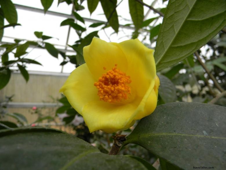 Sede histórica de Massee Lane Gardens da American Camellia Society 