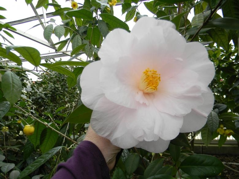 Markas Besar Bersejarah Massee Lane Gardens dari American Camellia Society 